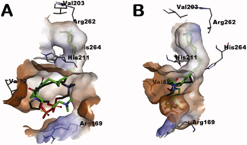 Figure 4. Enantiomers 1a (dark green-colored carbon atoms) and 1e (light green-colored carbon atoms) docked into the tunnel-shaped binding site of the generated homology model of L. donovani IPCS.