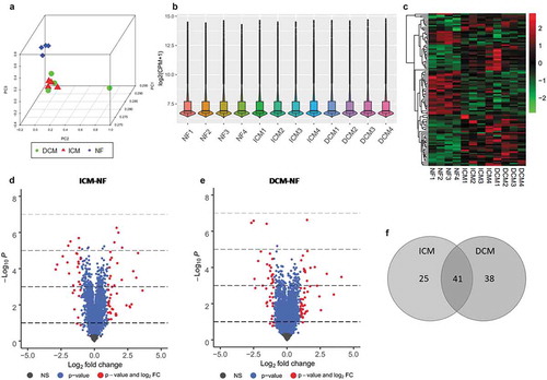 Figure 4. Overview of microarray analysis for DEGs. (a) Principal component analysis of all three groups, ICM (red), DCM (green), and NF (blue). (b) Box and violin plot depicts gene expression of each sample. (c) Heat map matrix shows the significantly differential expression levels of DEGs in samples. Each row represents a gene and each column represents a sample. Low-expressed genes that below the median (green); high expressed genes that above the median (red). The colour saturation indicated the magnitude of deviation from the median. (d) Volcano plot of ICM-NF. (e) Volcano plot of DCM-NF. Plots in grey represent genes that are not significant. Plots in blue represent genes with P < 0.05, and plots in red represent genes with log2FC>1 and P < 0.05. (f) Venn diagrams of significant DEGs detected in ICM-NF and DCM-NF. Overlapping genes are differentially expressed in both ICM and DCM groups