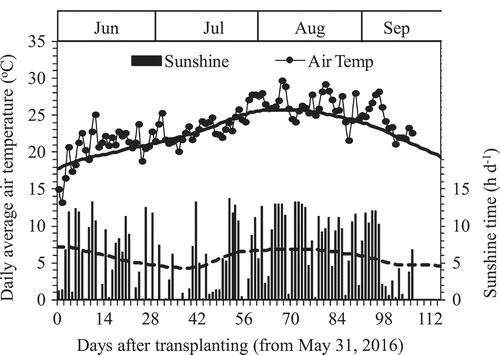 Figure 1. Daily sunshine time (■) and average air temperature (●) during the experiment period from 31st May to 15 September 2016 in Tsuruoka, Japan. The bold line and dish line crossed Air Temp and Sunshine time are the average values for 1981–2010 (Av. 30 years). Data were from Japan Meteorological Agency.