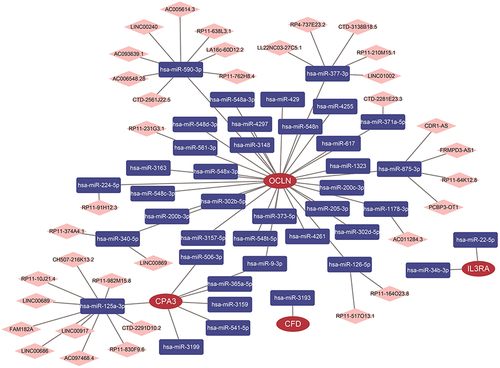 Figure 4 Construction of ceRNA network upstream of 5 secretory factors. Construction of ceRNA networks for CPA3, IL3RA, CFD and OCLN genes.