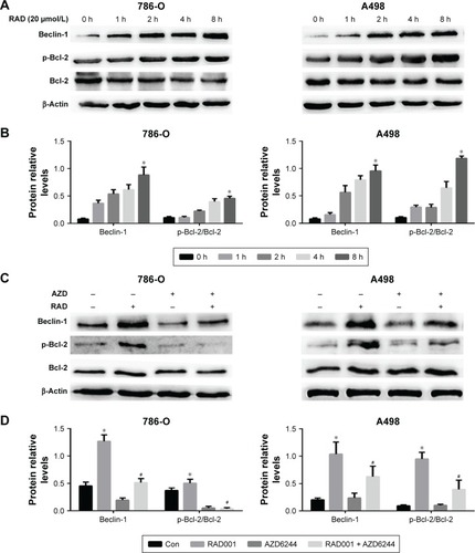 Figure 4 ERK mediated autophagy through upregulating Beclin-1 and p-Bcl-2 expression.