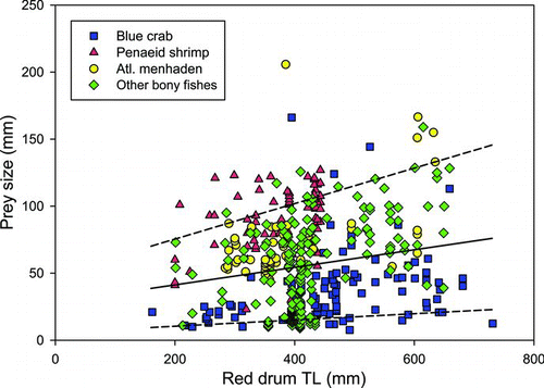 FIGURE 5 Prey sizes eaten versus total length (TL) of red drum for the four major prey categories (Atl. menhaden = Atlantic menhaden). The solid line indicates mean prey size estimated based on least-squares regression; dashed lines represent the estimated upper (95th percentile) and lower (5th percentile) bounds of the distribution based on quantile (least absolute deviation) regression (Scharf et al. Citation1998).