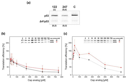 Figure 8. The influence of the increasing concentration of the cap analog on translation efficiency of mRNA-122 and mRNA-247. (a) The 5′-capped mRNAs were translated in RRL in the presence of 35S-methionine. Human p53 mRNA was used in the control reaction. Band intensities were analyzed using MultiGauge software (Fuji) and relative amounts of protein products are displayed in the brackets. (b and c) In vitro translation of mRNA-122 (panel B) or mRNA-247 (panel C) was conducted in the presence of an increasing concentration of the cap analogue (m7GpppG) to inhibit cap-dependent translation. The amounts of protein products translated from AUG1 and AUG2 were determined, normalized to an amount with no cap analog added and displayed on the graph.