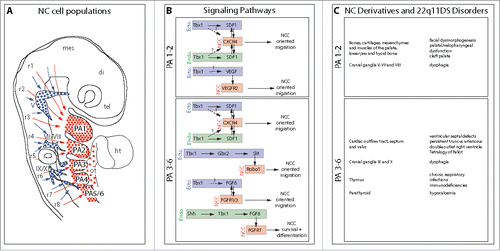 Figure 1. The SDF1/CXCR4 signaling pathway: A new player involved in DiGeorge/22q11-deletion syndrome malformations. A. Schematic representation of the different NC cell populations that colonize the pharyngeal arches, the cardiac outflow tract and the cranial ganglia. NC cells that express the CXCR4 receptor and respond to SDF1 signals allowing them to migrate along the superficial ectoderm and populate the arches and the cardiac outflow tract are indicated in red. Those which do not express CXCR4 and migrate ventrally to contribute to the cranial sensory ganglia are in blue. Arrows indicate the level of origin of NC cells along the rostro-caudal axis. tel, telencephalon; di, diencephalon; mes, mesencephalon; r1-r8, rhombomeres 1-8; V, trigeminal ganglion; VII/VIII, facial and vestibuloacoustic ganglia; IX/X, glossopharyngeal and vagal ganglia; PA1-6, pharyngeal arches 1-6; ht, heart; ot, outflow tract. B. Putative signaling pathways regulating migration, survival and differentiation of NC cells in PA1-2 and PA3-6, respectively. The tissular origin of the signal (enodermal or ectodermal) is indicated. Single arrows with plain line represent demonstrated (direct or indirect) regulations and double arrows indicate reciprocal regulations. Arrows with dashed line and associated with question marks represent hypothetical regulatory pathways. C. Lists of the main NC derivatives generated in PA1-2 and PA3-6, respectively, and of the corresponding disorders commonly observed in 22q11DS. Neural defects consecutive to CXCR4 signaling defects and causing mental retardation and other psychiatric disorders are not listed because, to our knowledge, they are not directly related with anomalies in pharyngeal NC cells.