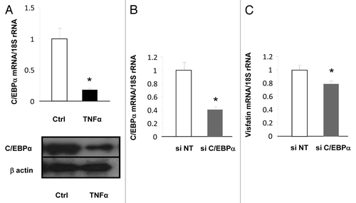 Figure 2. Transcriptional regulation of visfatin in 3T3-L1 adipocytes. (A) 3T3-L1 cells were incubated with or without TNFα (15 ng/mL) for 24 h. TNFα-mediated effects on C/EBPα were assessed at the mRNA level by quantitative RT-PCR and at the protein level by western blotting. mRNA quantification of C/EBPα was normalized to 18S rRNA. Protein quantification of C/EBPα is represented with regard to the quantity of β-actin. (B and C) 3T3-L1 adipocyte lysates were prepared from cells transfected with a control (non-targeted) siRNA or siRNA against C/EBPα. Quantification of C/EBPα (B) and visfatin (C) mRNA levels by quantitative RT-PCR. mRNA data were normalized to 18S rRNA. Data are presented as means ± SEM. *P < 0.05 (t test).