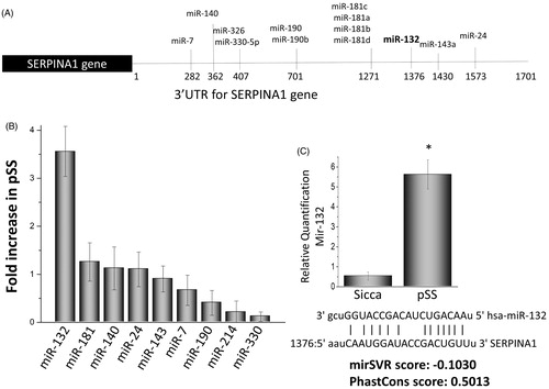 Figure 5. Expression of microRNAs that affect the serpin 1 gene. (A) illustrations showing various microRNA binding sites at the 3′ untranslated region of the serpina1 gene. Alterations in the expression of various microRNAs in the parotid tissues of pSS patints as compared with control non SS Sicca are shown as fold change in (B) Data presented are representation of three individual samples (three controls non SS Sicca and three pSS) performed in duplicate. (C) Shows relative quantification of miR132 in non-SS-Sicca and pSS samples. Error bars represent means ± SD and * indicates p < .05.