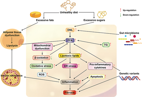Figure 1 The occurrence and development of NAFLD are currently caused by “multiple hits”. On the one hand, excessive intake of fat and sugar in daily diet will lead to adipose tissue dysfunction and increased De novo lipogenesis (DNL) activity, leading to an increase in free fatty acids (FFAs) in the liver. On the other hand, insulin resistance leads to increased lipolysis in adipose tissue, which in turn leads to more FFAs being transported into the liver. Excessive FFAs in the liver will not only lead to an increase in Triglycerides (TG) accumulation but also lead to mitochondrial dysfunction and lipotoxicity, which will lead to the generation and development of oxidative stress, endoplasmic reticulum stress and an increase in pro-inflammatory factors in the liver. Excessive FFAs in the liver will not only lead to an increase in TG accumulation but also lead to mitochondrial dysfunction and the production of lipotoxic lipids, which will lead to the generation and development of oxidative stress and endoplasmic reticulum (ER) stress and an increase in pro-inflammatory cytokines in the liver. Ultimately, the development of liver inflammation, liver fibrosis, and an increase in hepatocyte autophagy lead to the occurrence and development of NAFLD. In addition, some special intestinal microbiota can lead to the development of NAFLD by increasing energy intake and liver fat production. Genetic variations such as single nucleotide polymorphisms can lead to increased flux of FFAs and increased liver fibrosis, which in turn leads to the occurrence and exacerbation of NAFLD.