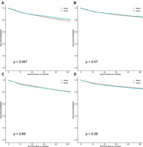 Figure 6 Kaplan–Meier curves of survival outcomes in Asian and White patients with ccRCC. OS before PSM (A), CSS before PSM (B), Asian American patients had comparable OS and CSS when compared with White patients before PSM. OS after PSM (C) and CSS after PSM (D), Asian American patients had comparable OS and CSS when compared with White patients after PSM.