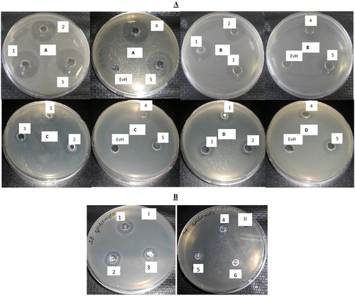 Figure 3. Antibacterial activity of native haemocyanin and its fractions. (A) Antibacterial activity of native haemocyanin (EvH) and its five fractions (numbers 1–5 represent subunits SU1–SU5, respectively) against different pathogenic bacteria: A/Bacillus subtilis; B/Escherichia coli; C/Salmonella enterica; D/Staphylococcus epidermidis. (B) MIC of subunit 1 (SU1) on test microorganism Staphylococcus epidermidis: 1 – 50 µg/mL; 2 – 25 µg/mL; 3 – 12.5 µg/mL; 4 – 6.25 µg/mL; 5 – 3.125 µg/mL; 6 – 1.562 µg/mL.
