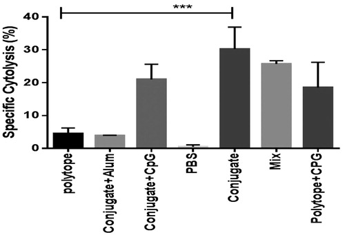 Figure 5. Specific lysis of the polytope-pulsed target cells (p815) was measured by the LDH assay. In accordance with the results of IgG subclass and IFN-γ, conjugated formulation indicated a relatively higher Th1-oriented immune response.