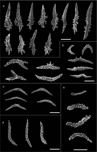 Figure 6. Scanning electron microscope pictures of sclerites of Paramuricea macrospina from Sciacca Shoal. (a) Thornscales from anthostele; (b) spindles of the coenenchyme; (c) spindles of the collaret; (d) hockey-stick spindles of the point; (e) rods of the tentacle. Scale bars: a–d = 200 µm; e = 100 µm.