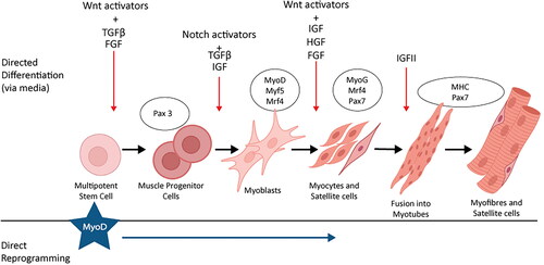 Figure 3. Directed differentiation vs direct reprogramming for in vitro myogenesis. Myogenesis from a multipotent cell to mature myofibers involves progressive expression of particular myogenic markers (encircled). In directed differentiation (via media), this is enabled with the timed delivery of particular small molecule activators and growth factors (red down arrows). For direct reprograming, myogenesis is enabled with transfection of a master myogenesis regulator MyoD (blue star). Adapted from Chal and Pourquié (Citation2017).
