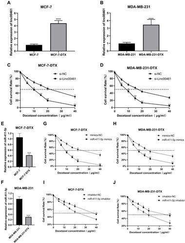 Figure 5 (A and B) Expression of LINC00461 in MCF-7-DTX and MDA-MB-231-DTX cell lines. (C and D) CCK8 assays of MCF-7-DTX and MDA-MB-231-DTX cell lines following NC or LINC00461 knockdown. (E and F) Expression of miR-411-5p in MCF-7-DTX and MDA-MB-231-DTX cell lines. (G and H) CCK8 assays of MCF-7-DTX and MDA-MB-231-DTX cell lines following NC or miR-411-5p overexpression. (I and J) CCK8 assays of MCF-7-DTX and MDA-MB-231-DTX cell lines following NC or miR-411-5p knockdown. Data represent the mean ± SD. *P <0.05. **P <0.01. ***P <0.001. ****P <0.0001. The experiments were independently repeated at least three times.