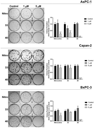 Figure 4. Effect of compounds 33, 40 and nitroxoline on the clonogenic capacity of AsPC-1, Capan-2 and BxPC-3 PC cell lines. Representative plates of colony formation assays for the three PC cell lines exposed to tested compounds at 1 μM, 5 μM, or vehicle (control) are shown. Data shown in the histograms are the means ± SD of two independent experiments and are expressed as fold change relative to control (*p < 0.05; **p < 0.01; ***p < 0.001; ****p < 0.0001).