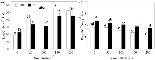 Figure 4. Anion concentrations in the roots of Kentucky bluegrass (KBG; Poa pratensis L.) and Tall fescue (TF; Festuca arundinacea Schreb.) at different sodium chloride (NaCl) concentrations. (A) chlorine (Cl−) and (B) nitrate (). Bars indicate standard error (n = 3). Different lower case letters indicate significant differences between means at P = 0.05 according to Duncan's multiple range tests. DW, dry weight.