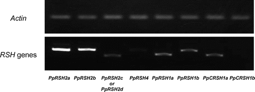 Fig. 2. Expression analysis of PpRSHs.Notes: The cDNA was prepared from the total RNA extracted from the protonema of P. patens grown on BCDATG agar for 3 days. The PCR was conducted using specific primer sets and the corresponding cDNA as the template. The PCR products were analyzed by gel electrophoresis and visualized by staining with ethidium bromide.