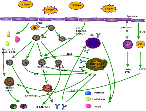 Figure 1 Inflammatory cells and some chemokines, the role of cytokines in respiratory epithelial allergy.