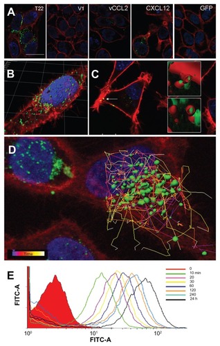 Figure 4 Differential internalization and intracellular trafficking of CXCR4 ligands. (A) Confocal images of HeLa cells exposed to differently tagged proteins for 24 hours. Nuclei are labeled in blue and cell membranes in red. Bar indicates 20 μm. (B) Detail of a HeLa cell exposed to T22-GFP-H6, showing the intracellular localization of nanostructured, fluorescent entities, in an isosurface representation within a three-dimensional volumetric x-y-z data field. (C) Yellow spots in the cell membrane, marked with an arrow, indicate early endosomal localization of green fluorescent particles (merging of red and green signals). In the insets, details of endosome-embedded fluorescent particles dissected by three-dimensional reconstruction. (D) Intracellular tracking of individual fluorescent particles monitored by confocal microscopy. (E) Time course monitoring of T22-GFP-H6 internalization in HeLa cells by flow cytometry.Abbreviation: GFP, green fluorescent protein.