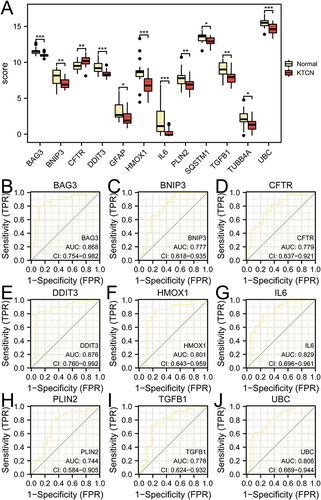 Figure 6 Expression of hub genes in the combined dataset. (A) Comparison graph of the grouping of hub genes in the KTCN and Normal groups in the combined dataset. (B-J) Correlation scatter plots of TGFB1 and BAG3 (C), SQSTM1 and HMOX1 (D), UBC and HMOX1 (E), UBC and SQSTM1 (F), CFTR and BAG3 (G), HMOX1 and CFTR (H), TGFB1 and CFTR (I), and TUBB4A and CFTR (J). *P < 0.05; ** P < 0.01; *** P < 0.001.