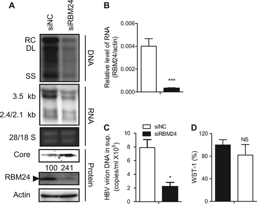 Fig. 1 Knockdown of RBM24 impairs HBV replication and transcription.HepG2.2.15 cells were transfected with the indicated siRNA. a HBV replication intermediates were detected by southern blotting. The positions of relaxed circular (RC), double-stranded linear (DL), and single-stranded (SS) DNA are indicated (top panel). HBV transcripts were detected by northern blotting. Ribosomal RNA (28S and 18S) are presented as loading controls. The positions of HBV 3.5-kb, 2.4-kb, and 2.1-kb RNA are indicated (middle panel). RBM24 and core were detected by western blotting using an anti-RBM24 antibody or an anti-core antibody. The levels of β-actin served as a loading control (bottom panel). b The relative level of RBM24 was detected by real-time PCR. c HBV virions isolated from supernatants were used to quantify HBV DNA. d The WST-1 was detected to indicate the cytotoxic activities