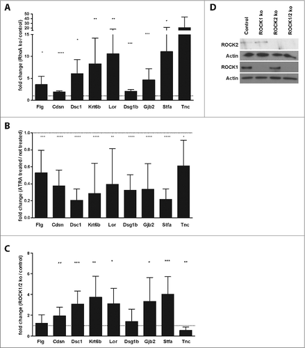 Figure 5. ROCK inhibition increases expression of retinoic acid dependent genes in keratinocytes. (A) qRT-PCR of RNA samples from cultured control and RhoA-null keratinocytes. Shown are fold inductions from RhoA-ko compared to control keratinocytes (n > 3; *: p < 0.05; **: p < 0,01; ***: p < 0,001). (B) Cultured RhoA-null keratinocytes were treated for 24 h with 1 μM ATRA. RNA was isolated and qRT-PCR was carried out for the indicated genes. Shown are fold inductions from treated keratinocytes compared to untreated keratinocytes. All the samples were statistically compared to untreated cells (n > 3; *: p < 0.05; **: p < 0,01; ***: p < 0,001). (C) qRT-PCR of RNA samples from cultured control and ROCK1/2-ko keratinocytes. Shown are fold inductions from ko compared to control keratinocytes (n > 3; *: p < 0.05; **: p < 0,01; ***: p < 0,001). (D) Representative blot showing efficient loss of ROCK1 and ROCK2 protein in ROCK1 and/or ROCK2-ko keratinocytes.