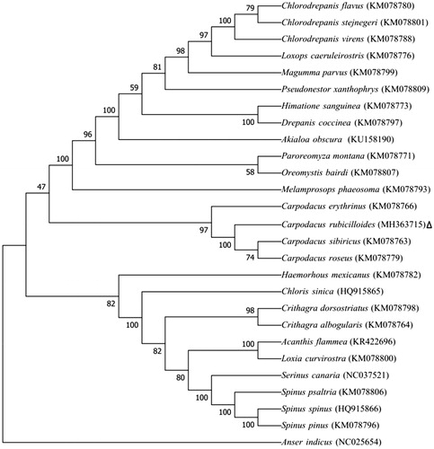 Figure 1. Evolutionary relationships of 27 taxa were inferred using the Neighbor-Joining method based on their complete mitochondrial genome (the genbank accession number in parentheses; data from this study were marked with a triangle; numbers at branches indicate bootstrap values from 1000 replications.
