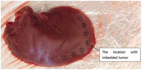 Figure 9. The porcine liver with tumor phantom embedded.