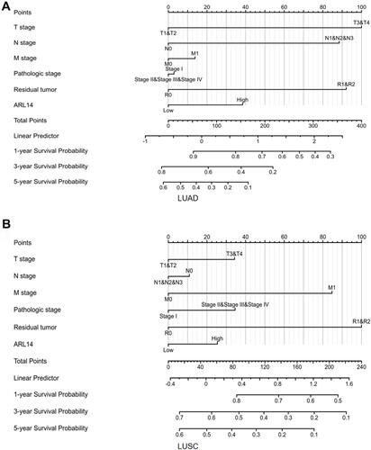 Figure 4 Nomogram for predicting probability of patients with 1-, 3- and 5-year OS. (A) Nomogram for predicting probability of patients with LUAD in TCGA database. (B) Nomogram for predicting probability of patients with LUSC in TCGA database.
