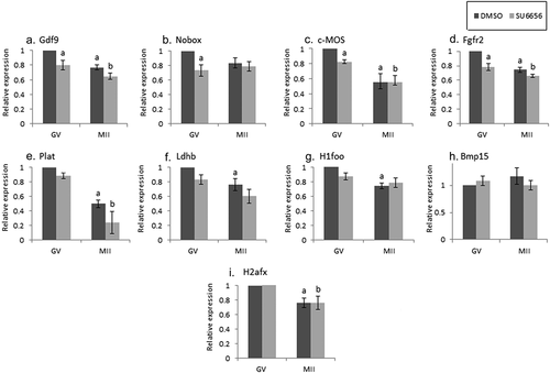 Figure 2. The effect of SU6656 on maternal mRNA degradation during oocyte maturation. Fully grown GV oocytes were isolated from ovaries of untreated mice and incubated in culture medium supplemented with 1 µM milrinone in the presence of either 10 µM SU6656, light gray, or DMSO, dark gray. GV oocytes (GV) were collected after 2 hours of incubation and the rest of the oocytes were allowed to mature in medium free of milrinone, SU6656, or DMSO. Mature MII oocytes (IVM-MII) were collected the following day. Batches of fifteen GV and IVM-MII oocytes from each experimental group were subjected to qPCR analysis for detection of maternal mRNAs, normalized to the geometric mean of Hprt1 and CyclinA2 endogenous controls. In each experimental group (SU6656, DMSO), results were normalized to the value of GV oocytes. Data were analyzed by one-way ANOVA followed by Tukey post hoc. Bars represent the mean ± SEM of five independent experiments. a,b,c p < 0.05; a significantly different from the value of DMSO-treated GV oocytes, b significantly different from the value of SU6656-treated GV oocytes, C significantly different from the value of MII oocytes derived from DMSO-treated GV oocytes.