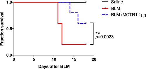 Figure 6 MCTR1 enhanced survival rate of lung fibrotic mice. Mice were treated with bleomycin (BLM, 2.5 mg/kg, i.t.) or the same volume saline on day 0. From day 7, mice received MCTR1 at 1μg/mouse, followed by boosted 100ng/mouse every other day. The survival curve was shown. n=8, **P < 0.01.