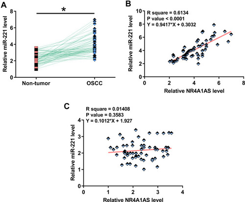 Figure 2 MiR-221 was also upregulated in OSCC and positively correlated with NR4A1AS. Expression of miR-221 in tumor tissues and non-dysplastic tissues from 62 OSCC patients was evaluated by RT-qPCR experiments. PCR reactions were repeated 3 times and mean values were compared by paired t test (A). *p < 0.05. Spearman correlation coefficient was used to analyze the correlation between miR-211 and NR4A1AS across OSCC tumor tissues and non-dysplastic tissues (B and C). MiR-211 is positively correlated with NR4A1AS in OSCC tumor tissues, but not in non-dysplastic tissues of OSCC patients.