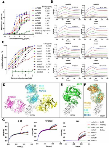 Figure 5. VH3-53-J6 antibodies identified from the repertoires of different COVID-19 patients can bind to SARS-CoV-2 RBD and block the interaction between RBD and ACE2. (A) Eight recombinant VH3-53 antibodies with relatively higher RBD-binding activities were selected for further analysis. Previously published mAbs B-38 [Citation11], CR3022 [Citation33] and 6A6 [Citation47] were used as controls. (B) Binding kinetics of the 8 recombinant VH3-53 antibodies with SARS-CoV-2 RBD were measured by BLI. Immobilized individual antibody (10 μg/mL) was saturated with RBD at seven different concentrations (200 nM, 100 nM, 50 nM, 25 nM, 12.5 nM, 6.25 nM, and 3.125 nM) or buffer. (C) Neutralizing activities of the 8 recombinant VH3-53 antibodies, determined using a SARS-CoV-2 surrogate virus neutralization test (sVNT). B-38, CR3022 and 6A6 were used as controls (D) Comparison of B-38 (PDB: 7BZ5), CV30 (PDB: 6XE1) [Citation17], CC12.3 (PDB: 6XC4) [Citation16], CR3022 (PDB: 6W41), and P2B-2F6 (PDB: 7BWJ) [Citation3] binding epitopes. SARS-CoV-2 RBD is shown in cartoon representation (grey). The heavy and light chains of B-38, CV30, CC12.3, CR3022, and P2B-2F6 are coloured in cyan, limegreen, skyblue, magenta, and yellow, respectively. (E) Crystal structure of ACE2 (green) in complex with SARS-CoV-2 RBD (grey) (PDB: 6LZG) [Citation1]. (F) Comparison of rmAb23, rmAb33, rmAb12, B-38, CV30, and CC12.3 binding epitopes. Modelling structure of rmAb23, rmAb33, and rmAb12 in complex with SARS-CoV-2 RBD are coloured in orange, wheat, yellow-orange and grey, respectively. (G) Competition binding to RBD between the 8 recombinant VH3-53 antibodies and B-38, CR3022, or 6A6 was measured by BLI, respectively. Immobilized RBD (2 μg/mL) was saturated with 10 μg/mL of the first antibody and then flowed with equal concentration of the first antibody in the presence of or without the second antibody. The graphs show binding patterns after saturation of RBD.