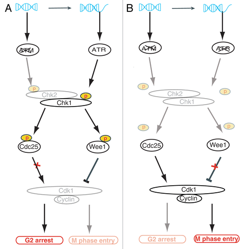 Figure 2. Model of ATM and ATR as synthetic lethal interactors for controlling G2 cell cycle arrest. (A) In ATM-defective cancer cells, DSBs are processed to ssDNA ends and activate ATR. ATR phosphorylates Chk1, which can substitute for Chk2 in phosphorylation of Cdc25 and Wee1 to induce G2 arrest. Activated Chk1 can phosphorylate Cdc25, thus suppressing its phosphatase function and preventing Cdk1 activation. Chk1 can also phosphorylate Wee1 to exert an inhibitory effect on Cdk1. Inactive Cdk1 (grayed out) prevents progression from G2 to M phase. (B) When ATR inhibitor is applied to ATM-deficient cancer cells, neither Chk1 nor Chk2 are activated (grayed out), and Cdc25 and Wee1 are not phosphorylated. Non-phosphorylated Cdc25 has phosphatase activity and activates Cdk1. Moreover, non-phosphorylated Wee1 fails to inhibit Cdk1. Cells with active Cdk1 enter M phase despite the presence of DNA damage, and cell death occurs by mitotic catastrophe. ATM, ataxia telangiectasia mutated; ATR, ataxia telangiectasia and Rad3-related; Chk, checkpoint kinase; Cdc25, cell division cycle 25 homolog; DSB, double-strand break.