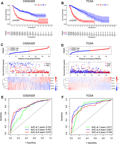 Figure 3 Validation of PRGPI in CGGA325 and TCGA cohorts. (A and B) Kaplan–Meier curves of PRGPI subgroups for survival in CGGA325 and TCGA cohorts. (C and D) The distribution plots of PRGPI, survival status and expression of five selected PRGs in CGGA325 and TCGA cohorts. (E and F) ROC curve analysis of PRGPI in predicting 1-, 3- and 5-year OS in CGGA325 and TCGA cohorts.