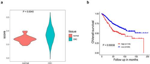 Figure 2. Association of the four-gene score with CRC in the GSE39582 dataset. (a) Violin plot of four-gene (ENTPD1, ENTPD2, ALPP, NT5E) score in normal tissues and CRC tissues (P < 0.05). (b) Kaplan–Meier survival plot of comparison between low four-gene score and high four-gene-score groups for overall survival (P < 0.05).
