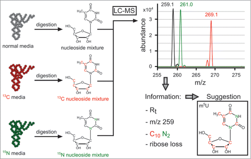 Figure 4. Information obtained by LC-MS/MS of multiplexed isotope RNA labeling, displayed for m5U as a typical ubiquitous modification. Note that the spectrum is an overlay of 3 consecutive injections. Reproduced from Ref. (Citation26) with permission from The Royal Society of Chemistry.