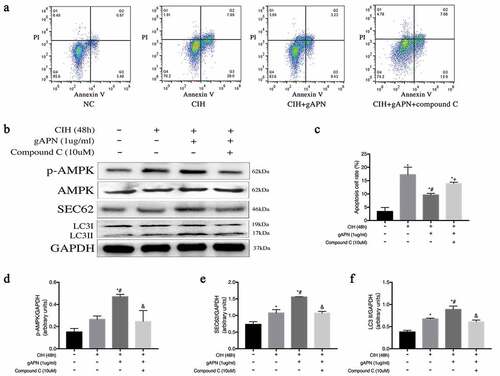 Figure 6. Effect of inhibiting AMPK using compound C (10 µM) on cell apoptosis and ER-phagy in H9C2 cardiomyocytes exposed to CIH (48 h), gAPN (1 µg/ml). (a, c) Flow cytometry images represent H9C2 cardiomyocytes apoptosis. (b, d–f) Protein expressions of LC3-II, p-AMPK and SEC62. Data represent mean ± SD. n = 3. *P< 0.05, vs NC group. #P< 0.05, vs CIH group. &P< 0.05, vs CIH+gAPN group