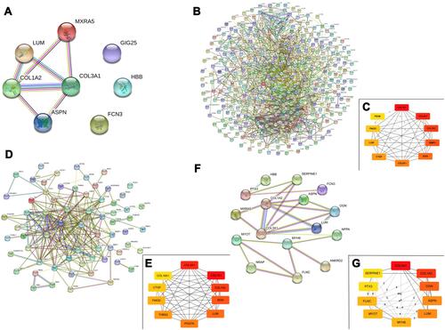 Figure 5 Protein–protein interaction (PPI) network analysis. (A), PPI network of co-DEGs identified by Cytoscape; (B and C), PPI network and hub gene of DEGs in GSE116250; (D and E), PPI network and hub gene of DEGs in GSE46224; (G and H), PPI network and hub gene of DEGs in GSE5406.
