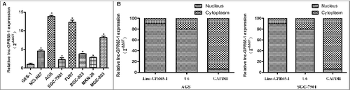 Figure 2. Expression of linc-GPR65-1 in gastric cancer cell lines and its subcellular localization. A. The expression of linc-GPR65-1 was higher in 7 gastric cancer cell lines than in GES-1 cells (P < 0.01). B. Linc-GPR65-1 was primarily expressed in the nucleus of AGS and SGC-7901 cells.
