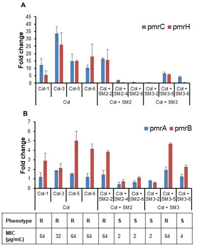 Figure 4 (A) Expression (fold change) of pmrC and pmrH in APEC isolates passaged with colistin alone (Col-1, Col-3, Col-5 and Col-6), colistin and SM2 (Col + SM2-2, Col + SM2-4 and Col + SM2-6), and colistin and SM3 (Col + SM3-2, Col + SM3-5 and Col + SM3-6) as compared to control (DMSO-1 and DMSO-3) isolates. (B) Expression (fold change) of pmrA and pmrB in APEC isolates passaged with colistin alone (Col-1, Col-3, Col-5 and Col-6), colistin and SM2 (Col + SM2-2, Col + SM2-4 and Col + SM2-6), and colistin and SM3 (Col + SM3-2, Col + SM3-5 and Col + SM3-6) as compared to control (DMSO-1 and DMSO-3) isolates. Phenotype “R” indicates resistant APEC isolate and “S” indicates susceptible APEC isolate.