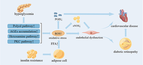 Figure 2 The role of oxidative stress on DR And CVD (By Figdraw). Hyperglycemia induces the activation of PKC pathway, the increase of polyol pathway flux, the activation of hexosamine pathway and the accumulation of AGEs, which promote oxidative stress. In addition, insulin resistance increases the flux and oxidation of FFA from adipocytes into arterial endothelial cells, which leads to excessive ROS production in mitochondria. Excessive ROS production directly leads to endothelial dysfunction or indirectly leads to endothelial dysfunction by uncoupling eNOS, and further induces DR and CVD.