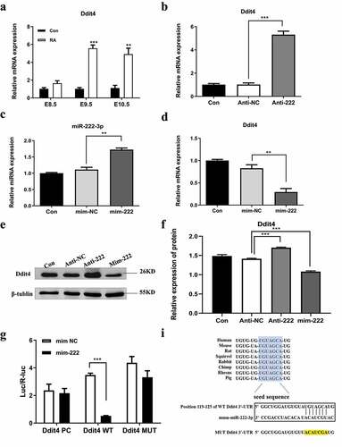 Figure 4. Ddit4 is a direct target of miR-222-3p in HT-22 cells. (a) qRT-PCR was used to detect the mRNA level of Ddit4 gene in normal and malformed brain tissue at E8.5-E10.5. (b) The mRNA level of Ddit4 gene was analyzed by qRT-PCR in con, anti-NC and anti-222 groups. The β-actin gene was used as a control. (c) The mRNA level of miR-222-3p was analyzed by qRT-PCR in con, mim-NC and mim-222 groups. The U6 was used as a control. (d) The mRNA level of Ddit4 gene was analyzed by qRT-PCR in con, mim-NC and mim-222 groups. The β-actin gene was used as a control. (e) The Ddit4 protein level in con, anti-NC and anti-222 and mim-222 groups was evaluated via western blot and the expression of β-tubulin was used for confirming equal loading. (f) Histogram analysis of graph E. (g) The fluorescence values of Ddit4 PC, Ddit4 WT and Ddit4 MUT combined with miR-222-3p mimis or NC were determined by double luciferase assay. (i) The seed sequence, mutated sequence, and complementary sequence of mir-222 and ddit4 3` UTR