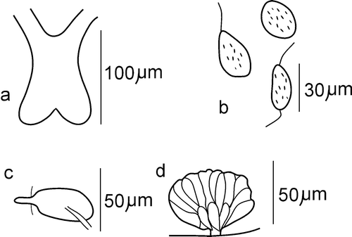 Figure 6 Cognettia valeriae n. sp. a, brain; b, coelomocytes; c, nephridium; d, penial bulb.