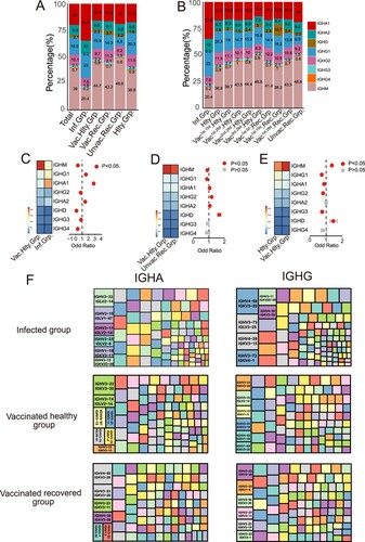 Figure 2. Immunoglobulin Isotypes Signature Analysis of SARS-CoV-2 Infection and Vaccination. (A) The bar graph shows immunoglobulin isotype distribution in Total, SARS-CoV-2 infected, vaccinated healthy, vaccinated recovered, unvaccinated recovered and healthy groups. (B) The bar graph shows immunoglobulin isotype distribution in SARS-CoV-2 infected, healthy, vaccinated1st.15d healthy, vaccinated1st.28d healthy, vaccinated2nd.28d healthy, vaccinated3rd.28d healthy, vaccinated1st.0d recovered, vaccinated1st.15d recovered, vaccinated1st.28d recovered and unvaccinated recovered groups. (C–E) The frequency and differential analysis of immunoglobulin isotypes between vaccinated healthy and infected groups(C), vaccinated healthy and unvaccinated recovered groups(D) and healthy and vaccinated healthy groups(E). The colours represent the p-value of the significant positive or negative, red: p < 0.05, grey: p > 0.05. Fisher’s exact test, p-value less than 0.05 was considered to be statistically significant. (F) Combination of V genes of heavy chain and light chain. The combination of V genes of heavy chain and light chain of IgA and IgG in infected vaccinated healthy and vaccinated recovered groups.