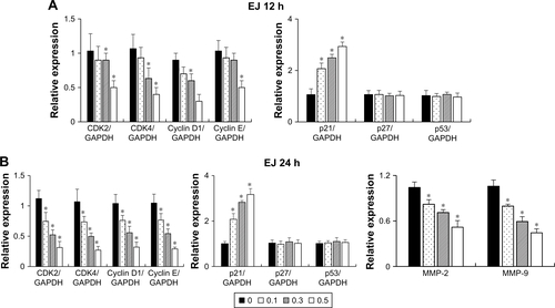 Figure S1 Relative mRNA expression of cell cycle regulators in heterometallic Au@Pt-NS-treated EJ cells.Notes: EJ cells were treated with 0, 0.1, 0.3, and 0.5 μM of Au@Pt-NSs for 12 h (A) and 24 h (B). Relative mRNA expressions for targets indicated were measured and represented as fold changes compared with the control. GAPDH was used as an internal control for the quantitation. Values are presented as mean ± SD of experiments in triplicate; *P < 0.05, compared with the control.Abbreviations: Au@Pt-NSs, gold@platinum nanoseeds; CDK, cyclin-dependent kinase.