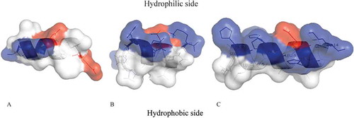 Figure 2. A ribbon representation of (A) Paracentrin 1, (B) Holoturoidin 1 and (C) Holoturoidin 2. The amphipathic nature of the peptide is shown in this representation with the hydrophilic side above and the hydrophobic side below the polypeptide backbone. The potential surface is superimposed. Color code: acidic residues in red, basic residues in blue and hydrophobic residues in white.