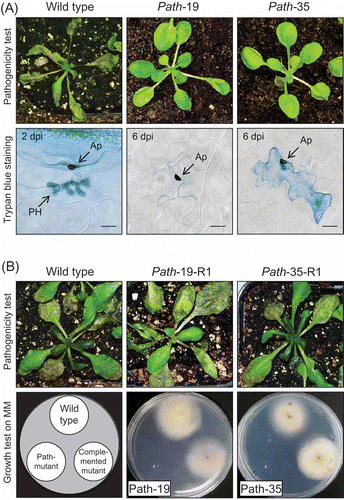 Figure 1. (A) Pathogenicity assays of Colletotrichum higginsianum mutants. Three-week-old plants of susceptible Arabidopsis thaliana accession Ler-0 were spray-inoculated with spore suspension of C. higginsianum wild-type strain IMI349061 and two pathogenicity mutants (path-19 and path-35). Symptoms were assessed at 6 days post-inoculation (dpi) (top row) and stained with lactophenol-Trypan blue for light microscopy (bottom row). The wild-type strain caused massive necrosis, but the two pathogenicity mutants produced almost no symptoms. In the wild-type, biotrophic primary hypha (PH) developed beneath appresoria (AP) at 2 dpi. PH were strongly stained by Trypan blue. However, two mutants failed to penetrate even after 6 dpi. Death of single epidermal cells, resembling a hypersensitive response, was observed beneath appressoria of path-35. Scale bar corresponds to 10 μm. (B) Verification of the T-DNA tagged locus by complementation with a wild-type gene copy. Three-week-old plants of A. thaliana accession Ler-0 were spray-inoculated with spore suspensions of C. higginsianum wild-type strain and two complemented mutants derived from the path-19 and path-35 mutant backgrounds, respectively. Symptoms were assessed 6 dpi (top row). Vegetative growth in vitro was analysed on minimal medium (Czapek-dox agar) at 25 °C after 4 days (bottom row).