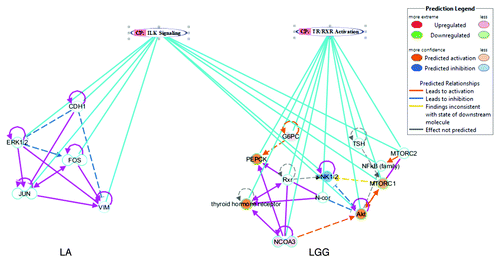 Figure 3. Top associated networks with their linked canonical pathways in duodenum on PBCD7. LA was associated with integrin linked kinase (ILK) and LGG with thyroid receptor complex (TR/RXR) activation canonical pathways. The connecting sky blue line indicates the associated molecules with their predicted biological status, whereas the pink lines highlight the direct relation between the genes. Only genes that are involved in canonical pathway are shown, and indirect interactions are depicted in dashed arrows with different colors representing the predicted biological status as indicated in the legend.