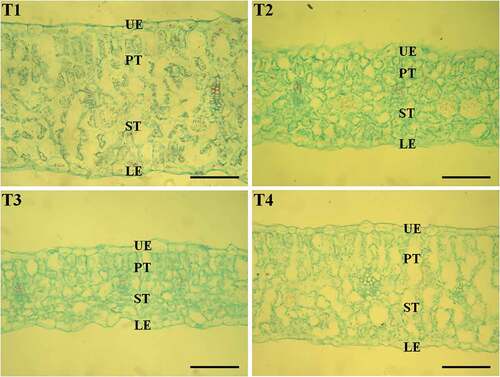 Figure 1. Microscopic observation of the transverse section of leaves (×400, bar = 100 µm). Beet plants were treated with different concentrations of Boron (T1, 0.05 mg/L; T2, 0.5 mg/L; T3, 2 mg/L; T4, 30 mg/L) for 30 days. The representative images are shown (N = 10, from independent plants). UE, upper epidermis; PT, palisade tissue; ST, spongy tissue; LE, lower epidermis