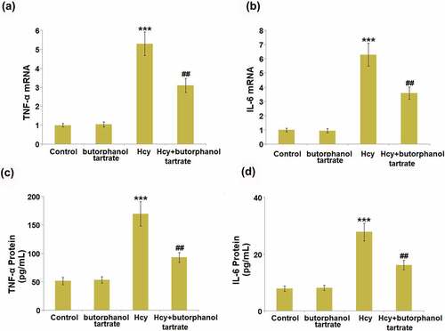 Figure 3. Effects of butorphanol tartrate on the expression of inflammation biomarkers in the brains of Hcy-induced mice. (a). mRNA levels of TNF-α; (b). mRNA levels of IL-6; (c) Protein levels TNF-α in the brain; (d) Protein levels of IL-6 (***, P < 0.001 vs. Control group; ##, P < 0.01 vs. Hcy group).